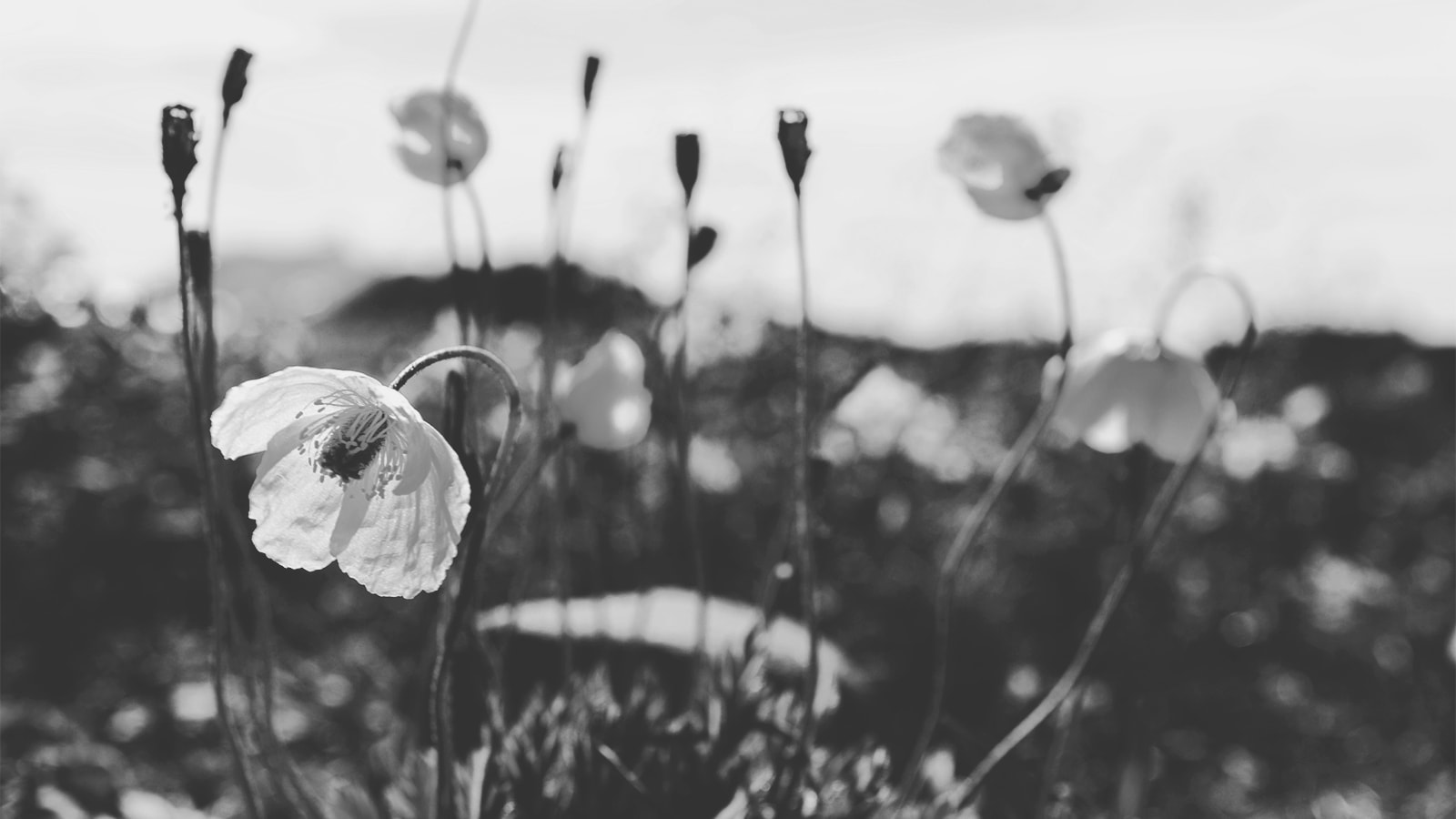 Forårsblomster står i højt græs