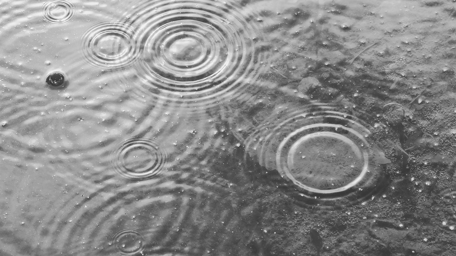 Regndråber laver ringe i vandet